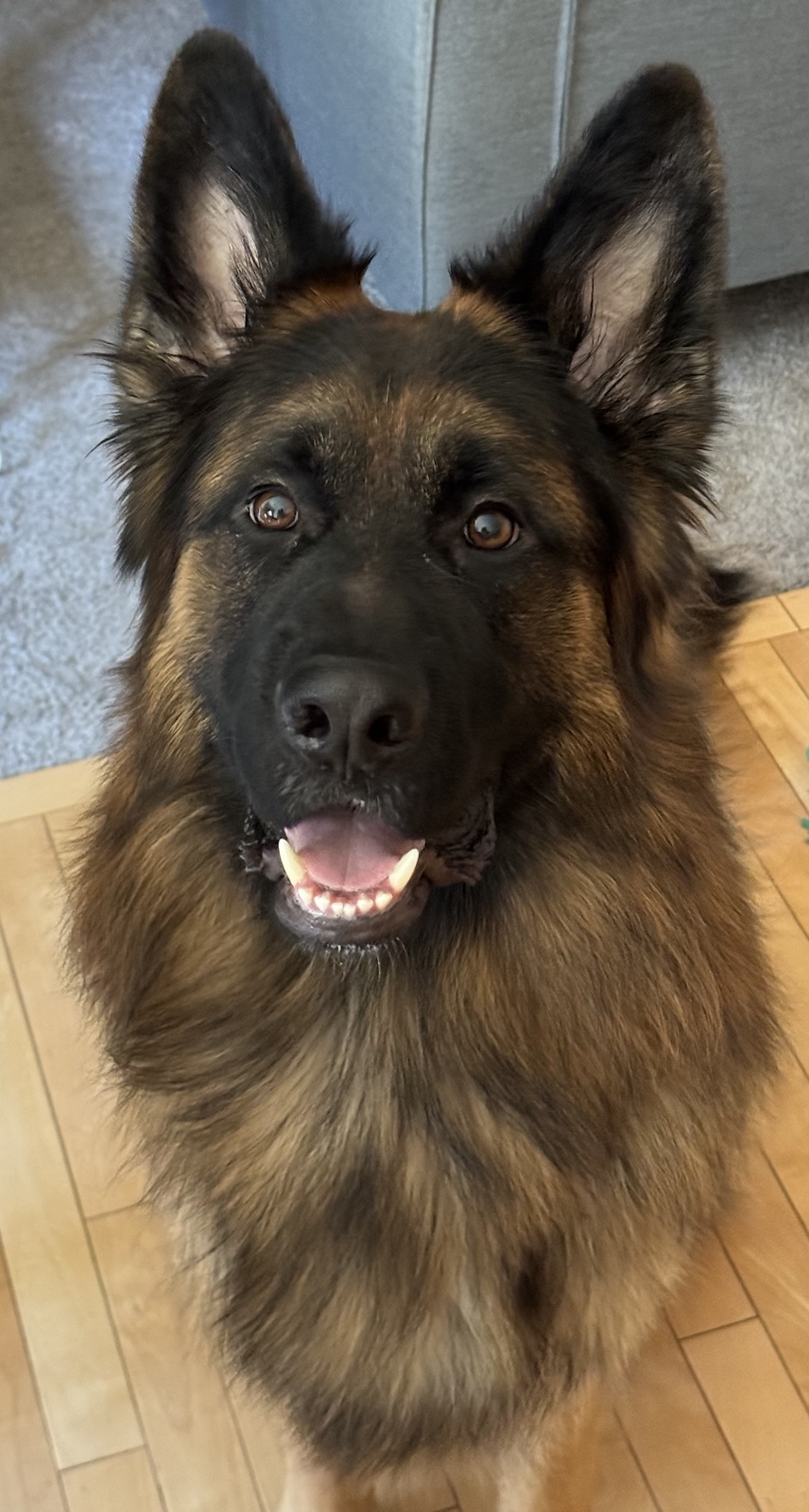 Maxi, a German Shepherd, looking up with an open-mouthed smile
